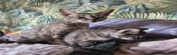 Savannah cats for sale: F3 savannah kittens - Advert 9