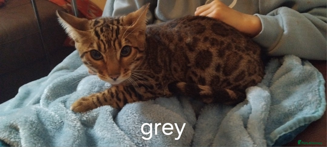 Bengal cats for sale: Bengal cats - Image 9