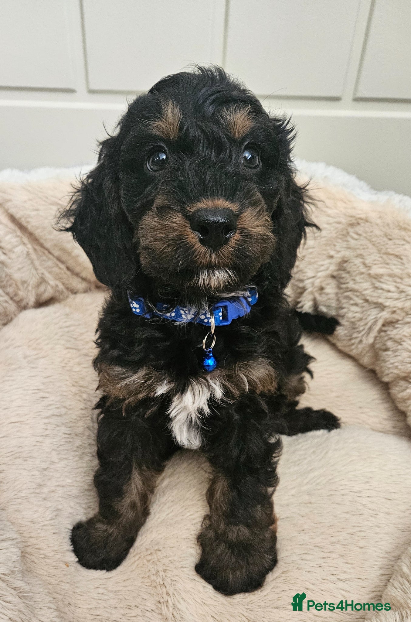Cockapoo dogs licensed breeder, 1 BOY available for loving home - Advert 2
