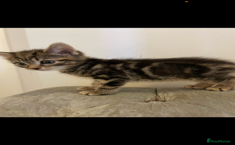 Mixed Breed cats - Advert 5