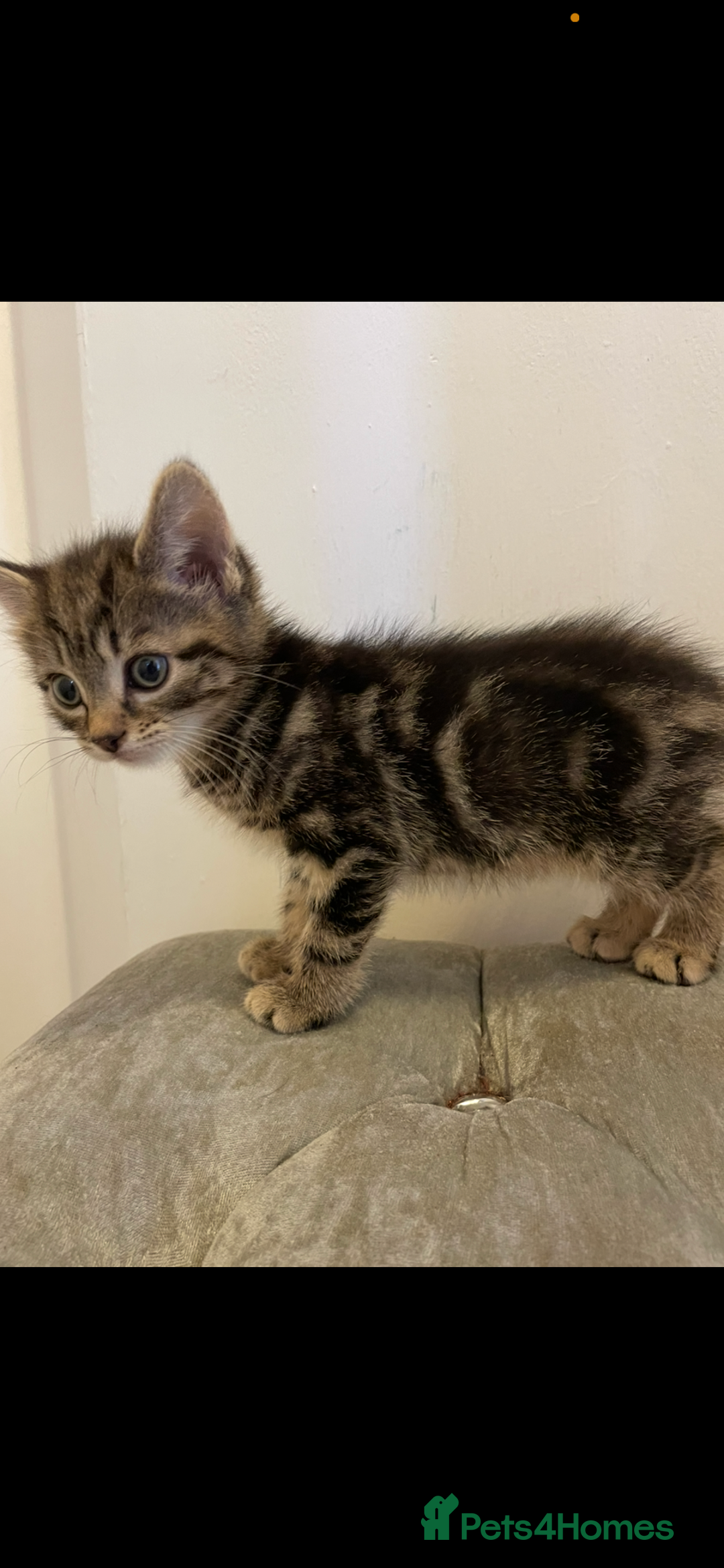 Mixed Breed cats for sale: Kittens ready now  - Image 1