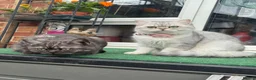 British Shorthair cats for sale: British Shorthair  - Advert 14