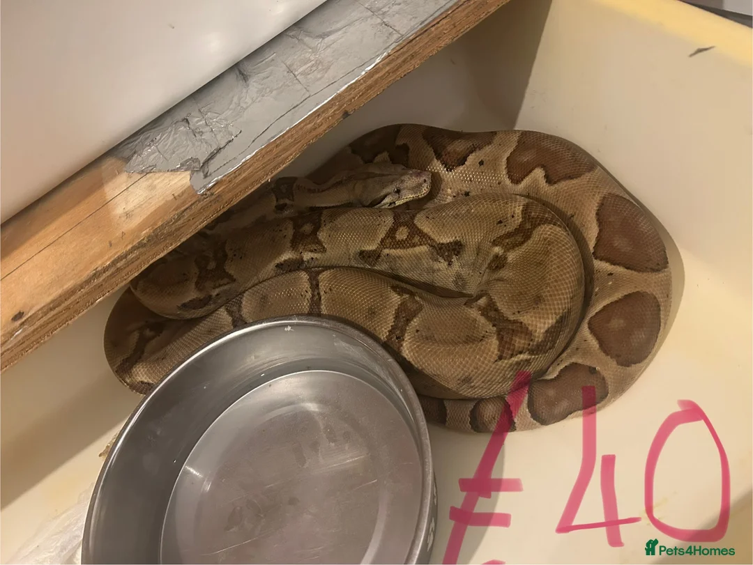 Python Snake reptiles for sale: Snake collection  - Advert 4