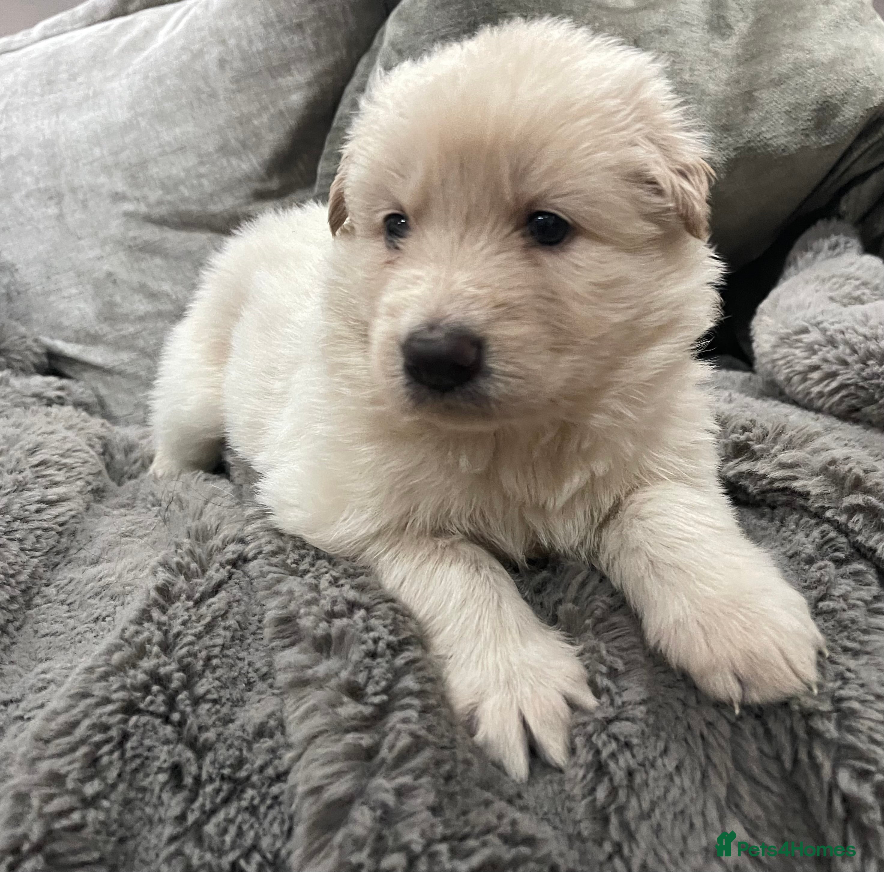 German Shepherd dogs KC Reg long coat straight backed puppies  - Advert 2