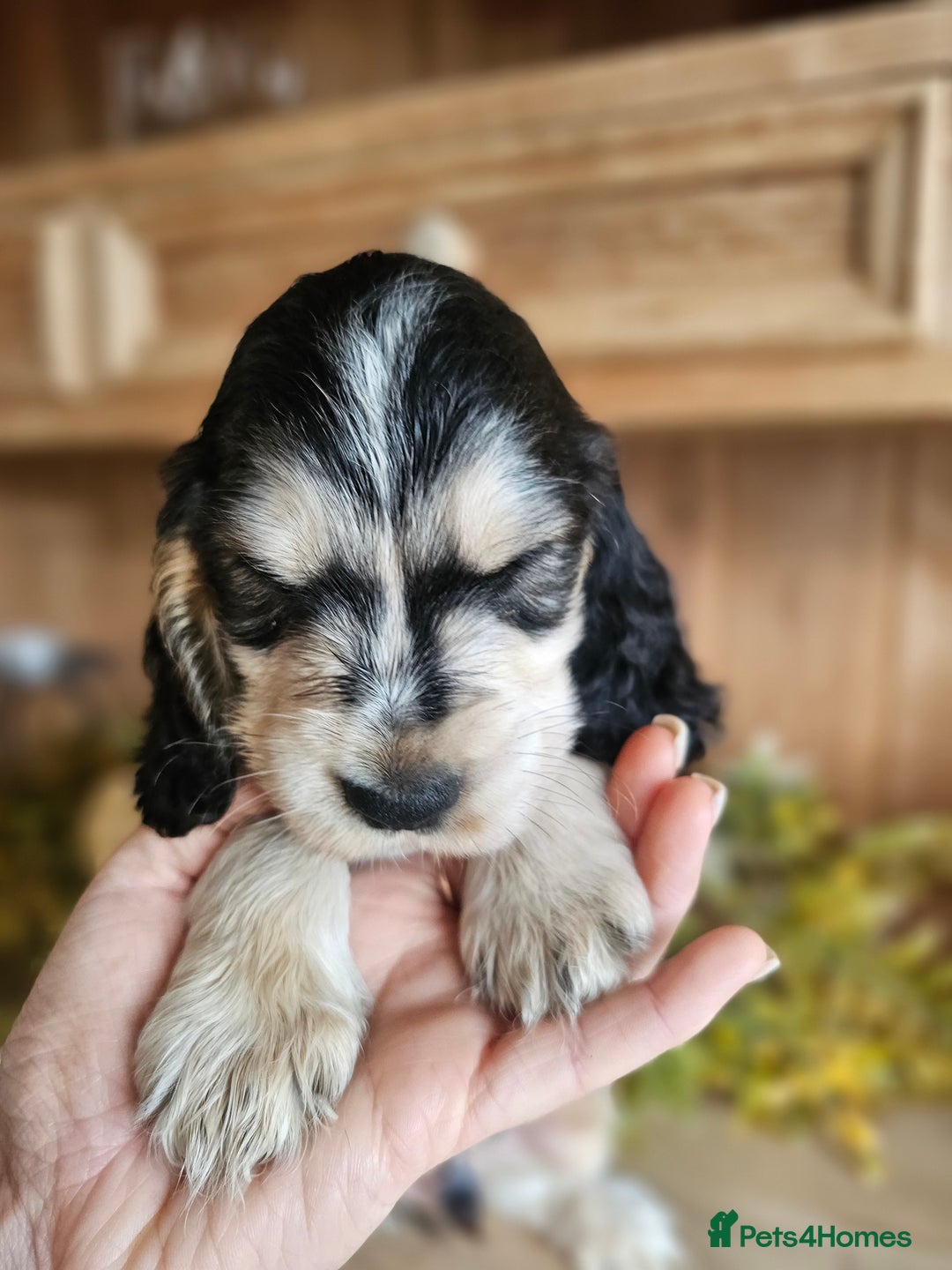 Cocker Spaniel dogs for sale: KC show cocker spaniel puppies - Image 16
