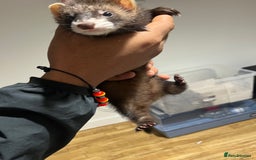 Ferret rodents for sale: Beautiful ferret  - Image 1