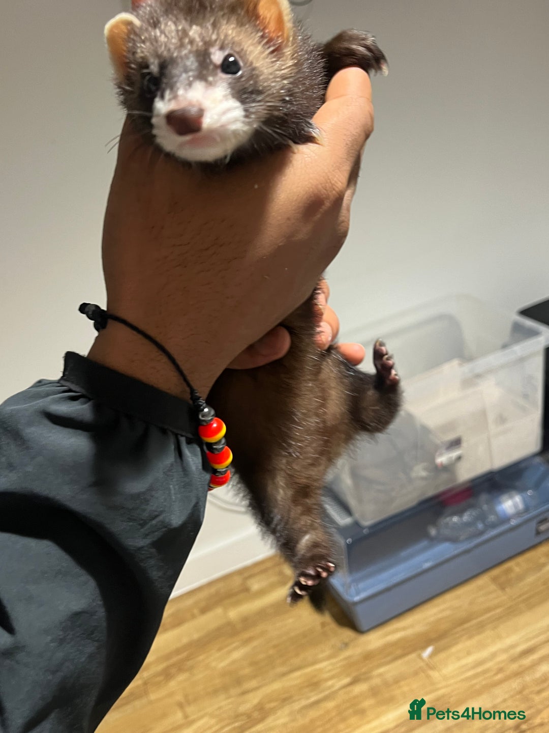 Ferret rodents for sale: Beautiful ferret  - Image 1