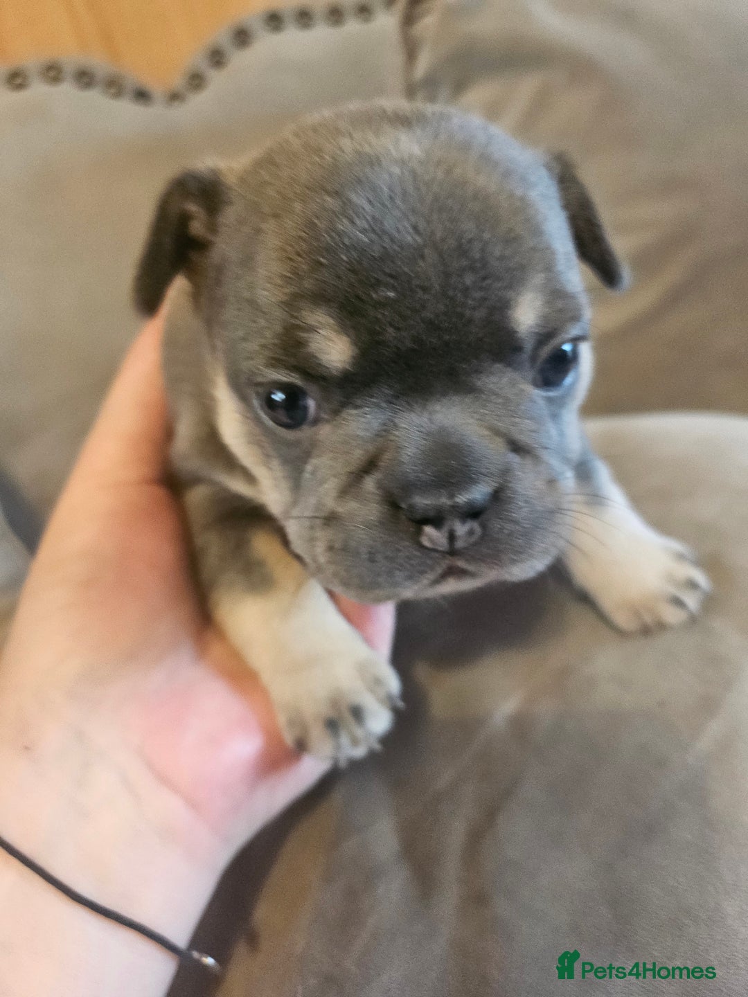 French Bulldog dogs for sale: 🔥Exquisite French Bull Dog Puppies 🔥 - Advert 27