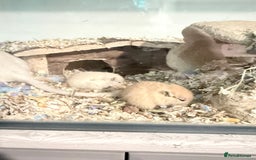 Gerbil rodents for sale: Baby gerbils  - Image 7