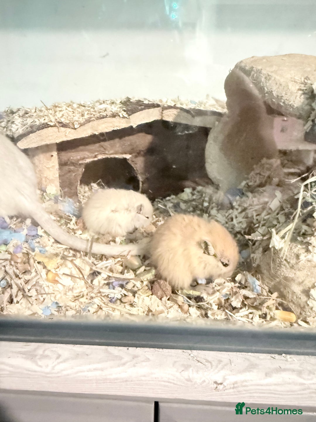 Gerbil rodents for sale: Baby gerbils  - Image 7