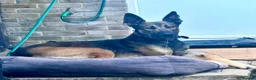 Mixed Breed dogs for sale: Must go together and these are NOT PUPPIES in Enfield - Advert 2