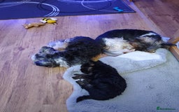 Yorkshire Terrier dogs for sale: Beautiful Yorkshire Terrier Girl - Advert 10