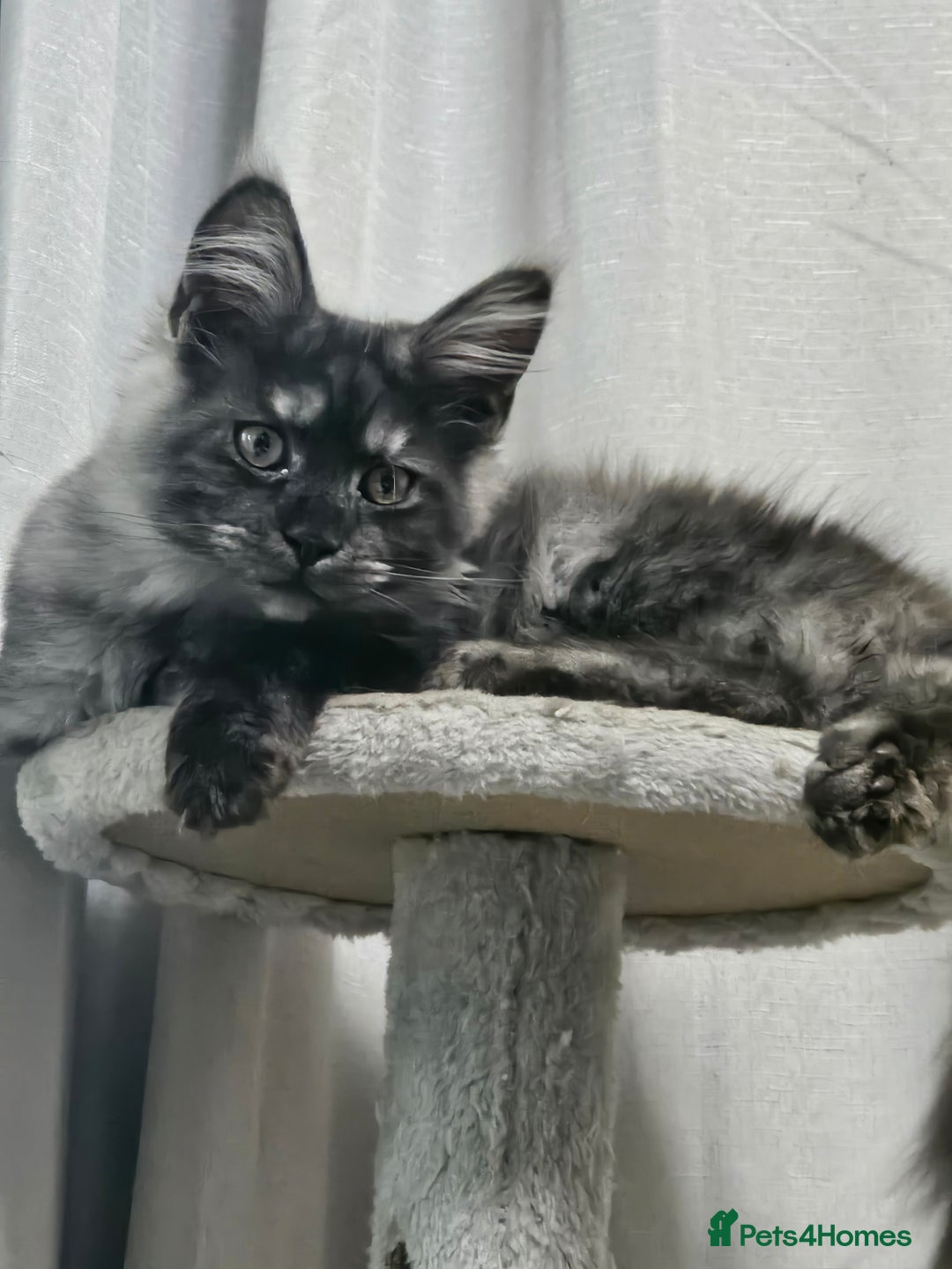 Maine Coon cats for sale: Black Smoke Kittens - Advert 7