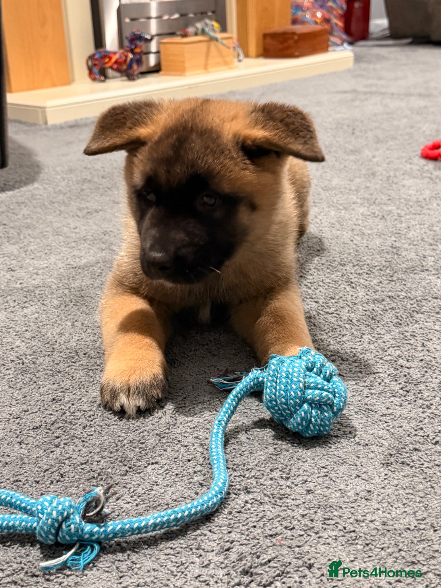 Akita dogs for sale: American Akita  - Advert 19