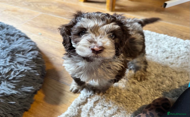 Cockapoo dogs - Advert 11