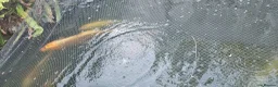 Koi Carp fish for sale: koi for sale in Potters Bar - Advert 5