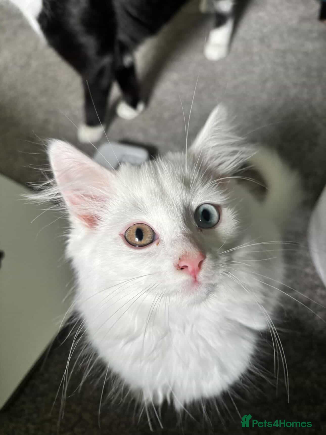 Mixed Breed cats Two different coloured eyes beautiful cat - Advert 1