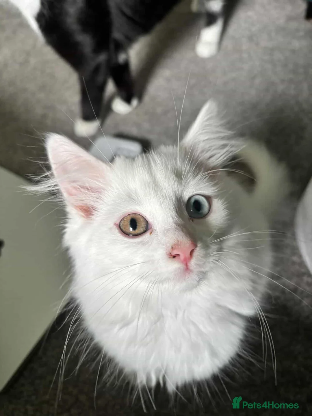 Mixed Breed cats for sale: Two different coloured eyes beautiful cat in Huddersfield - Advert 1