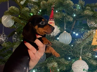 Miniature Dachshund dogs Miniature dachshunds- 9 weeks not 15 - Advert 15