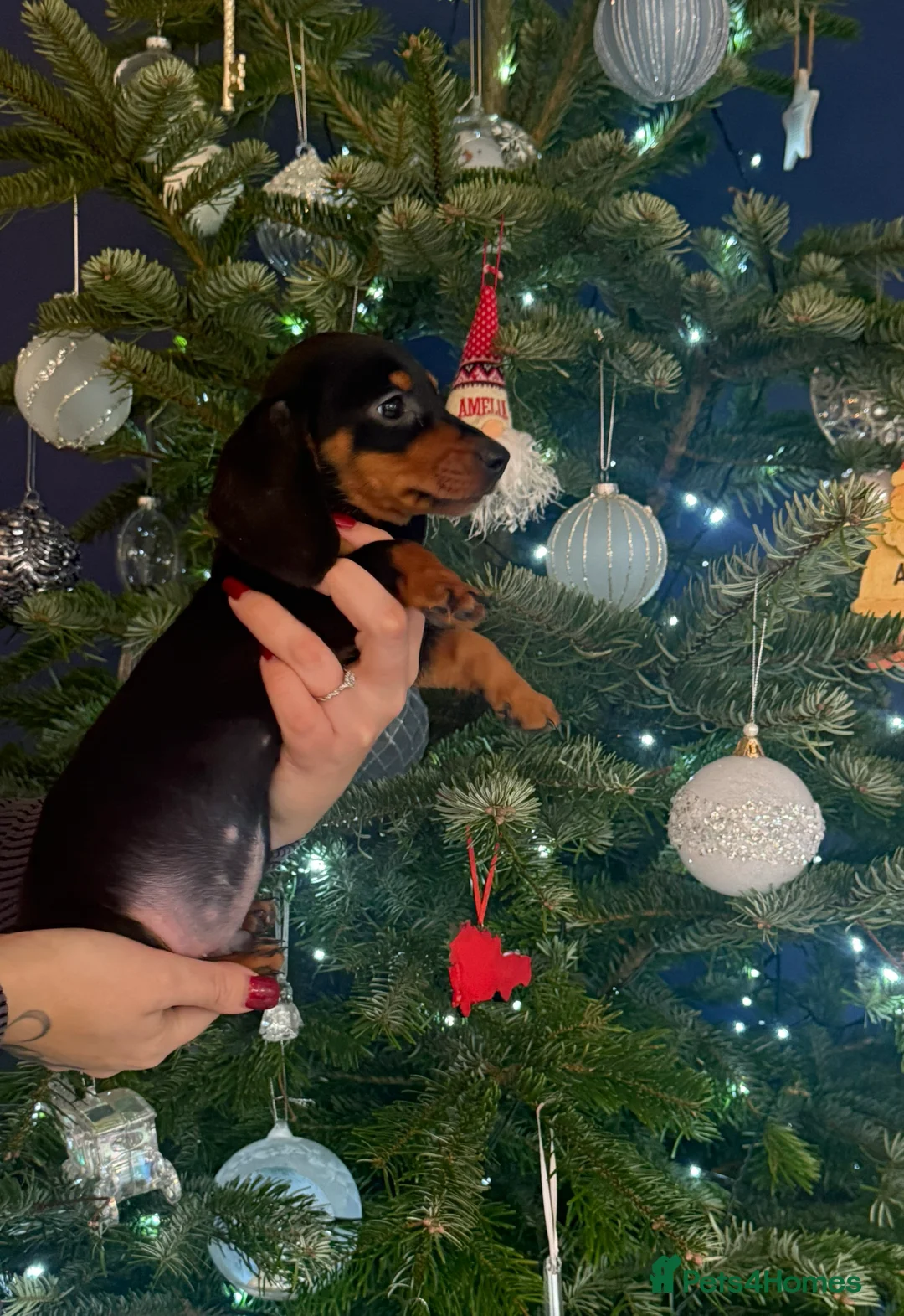 Miniature Dachshund dogs for sale: Miniature dachshunds - Advert 8