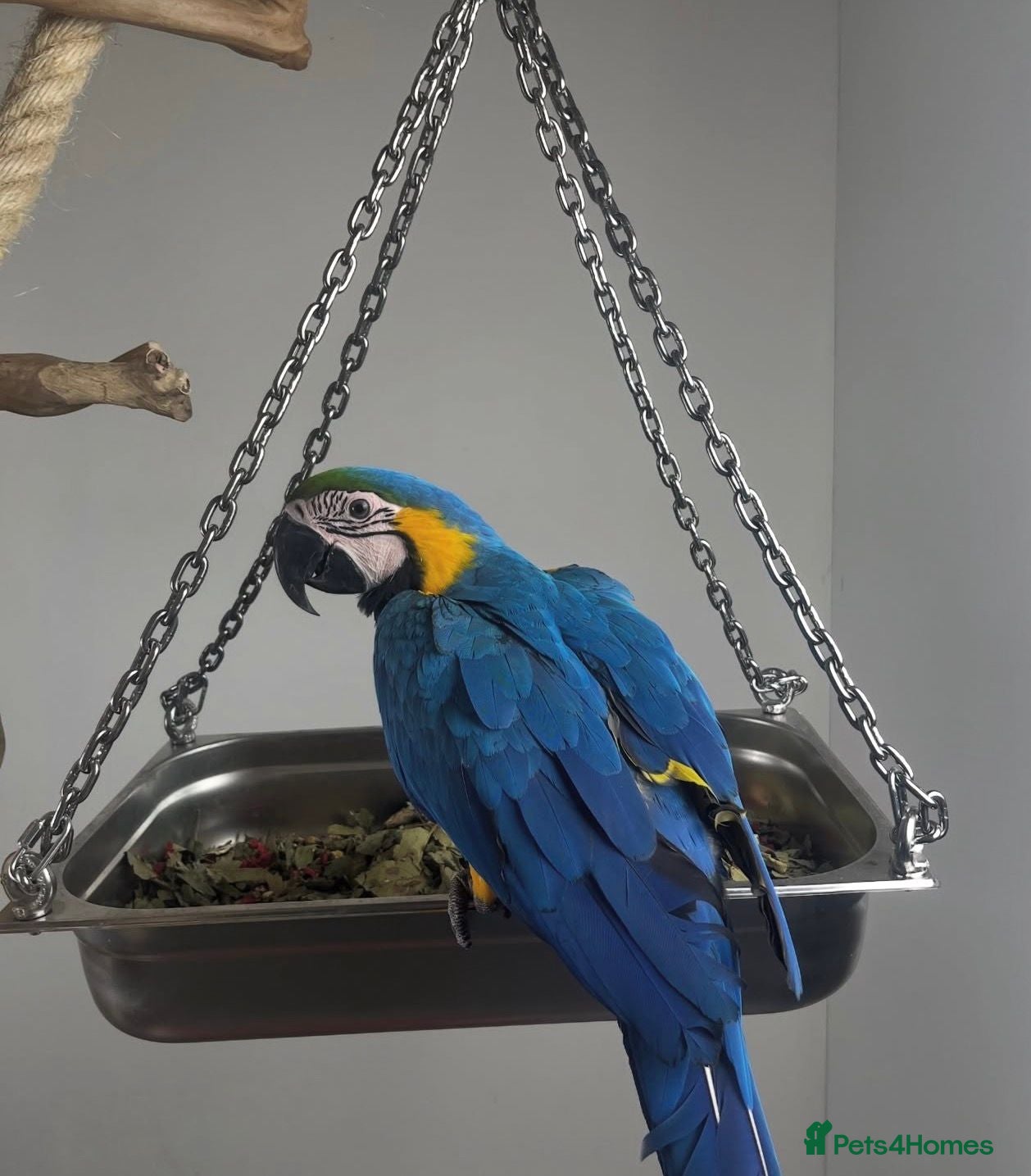 Macaws birds Blue and gold baby macaws  - Advert 2