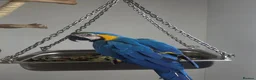 Macaws birds for sale: Blue and gold baby macaws  - Advert 1