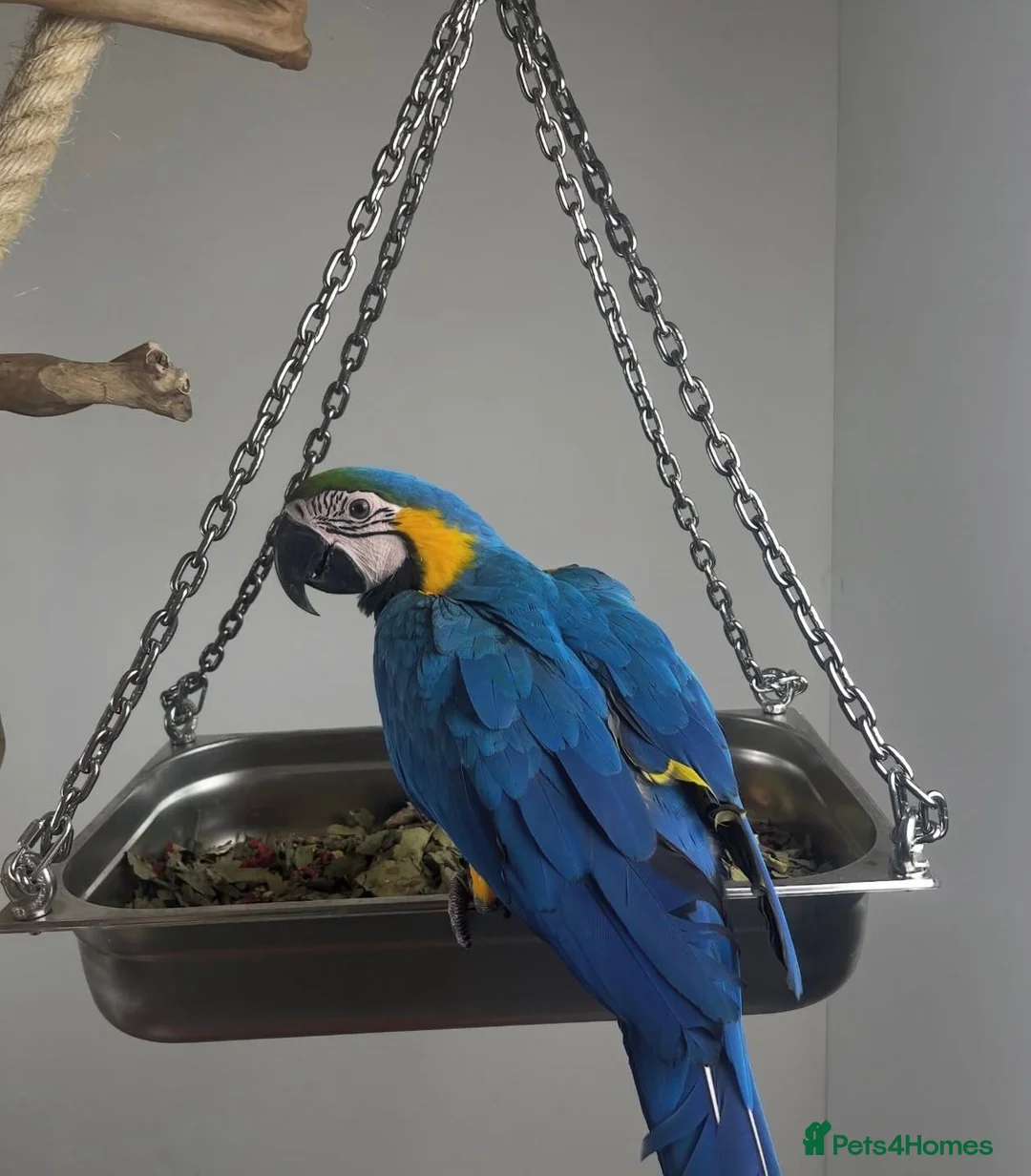 Macaws birds for sale: Blue and gold baby macaws  - Advert 1