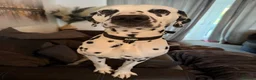 Dalmatian dogs for sale: Beautiful 2-Year-Old Male Dalmatian  - Advert 2