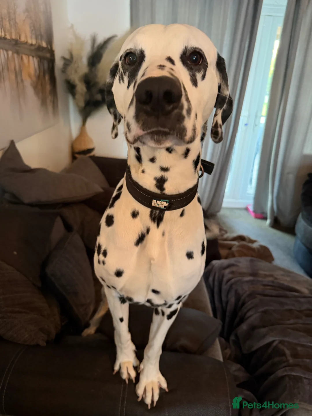 Dalmatian dogs for sale: Beautiful 2-Year-Old Male Dalmatian  - Advert 2