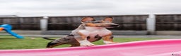 Miniature Bull terrier dogs for sale: Exotic 🎨 Miniature 🧬 Bullterrier Puppies 🐶 - Advert 10
