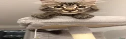 Maine Coon cats for sale: Maine Coon XL gorgeous boy purebred for sale  - Advert 1