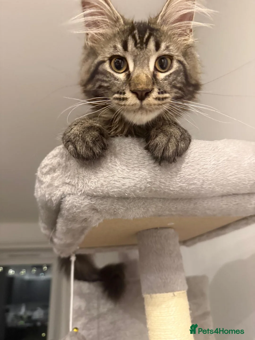 Maine Coon cats for sale: Maine Coon XL gorgeous boy purebred for sale  - Advert 1