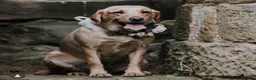 Labrador Retriever dogs for sale: Stunning, Health Tested Parents, KC Lab Puppies - Advert 13