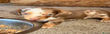 Miniature Dachshund 2
