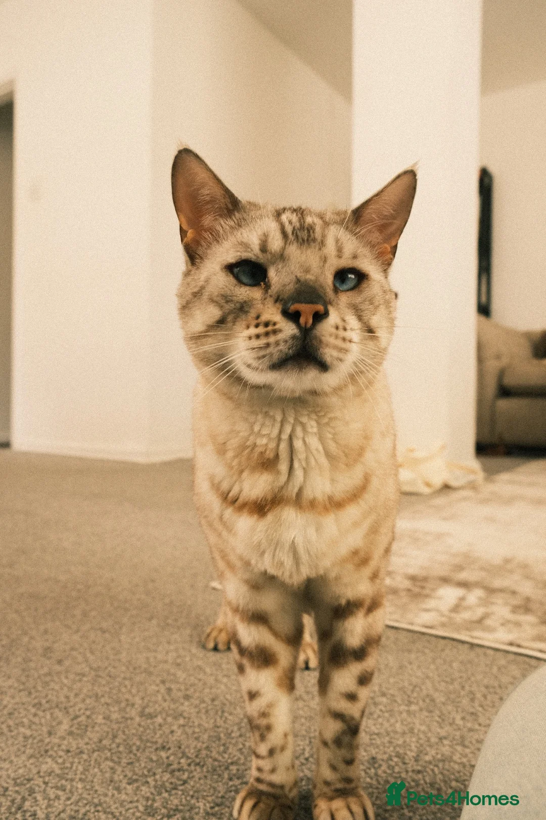 Bengal cats for sale: Otis - 6 year old snow bengal  in Southampton - Advert 2