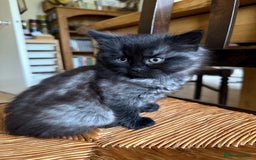 Mixed Breed cats for sale: Tabby - Image 4