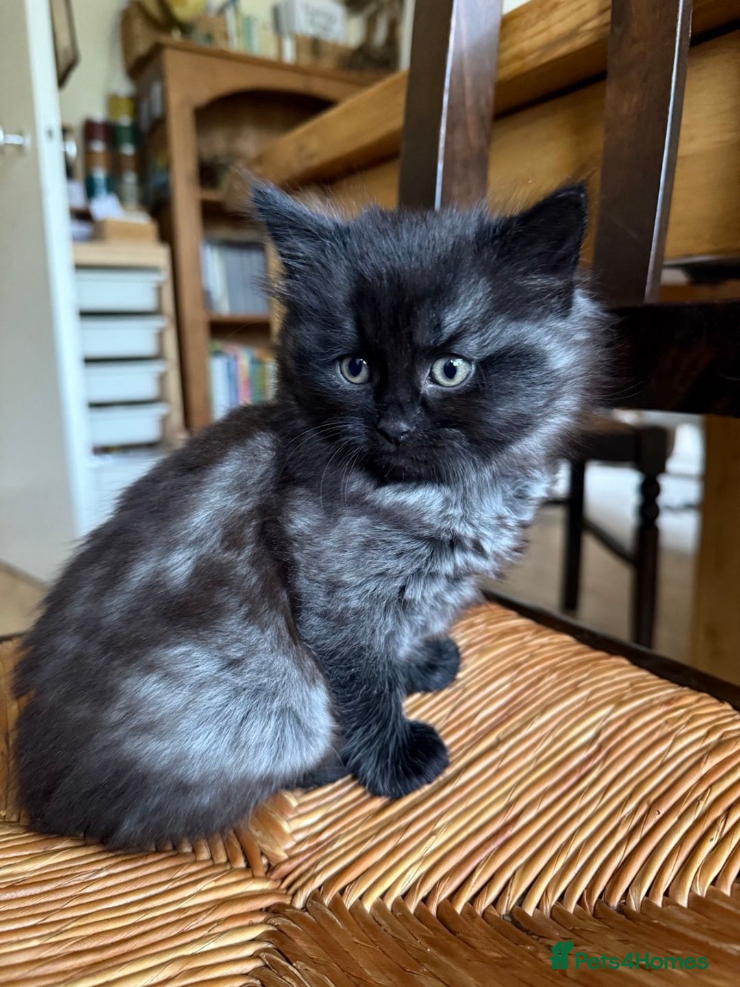 Mixed Breed cats for sale: Tabby - Image 4