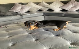 Dachshund dogs for sale: Miniature Sausage Dog Pups READY TO GO Dachshund  - Image 10