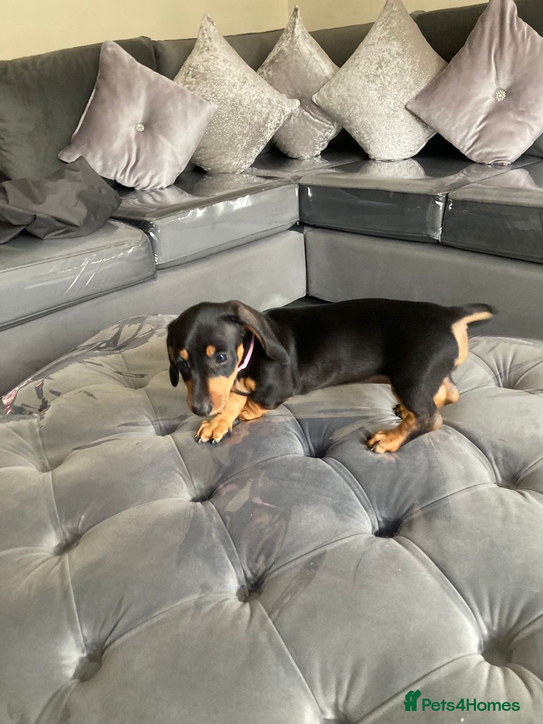 Dachshund dogs for sale: Miniature Sausage Dog Pups READY TO GO Dachshund  - Image 10
