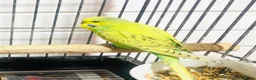 Budgerigars birds for sale: Beautiful Baby Budgies for sale. - Advert 14