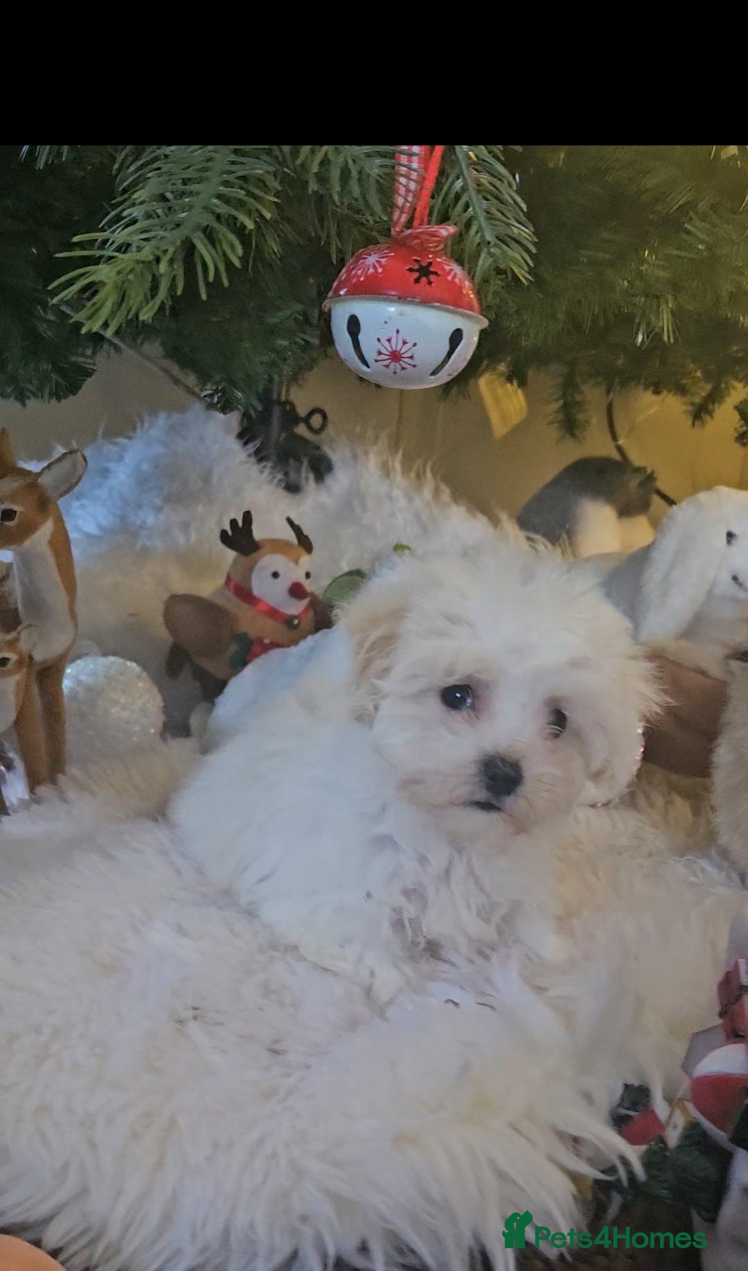 Maltipoo dogs F1 Maltipoo puppies - Advert 18