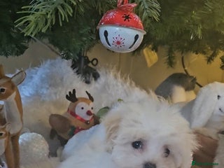 Maltipoo dogs F1 Maltipoo puppies - Advert 5