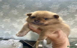 Pomeranian dogs for sale: 3 stunning girls  - Image 2