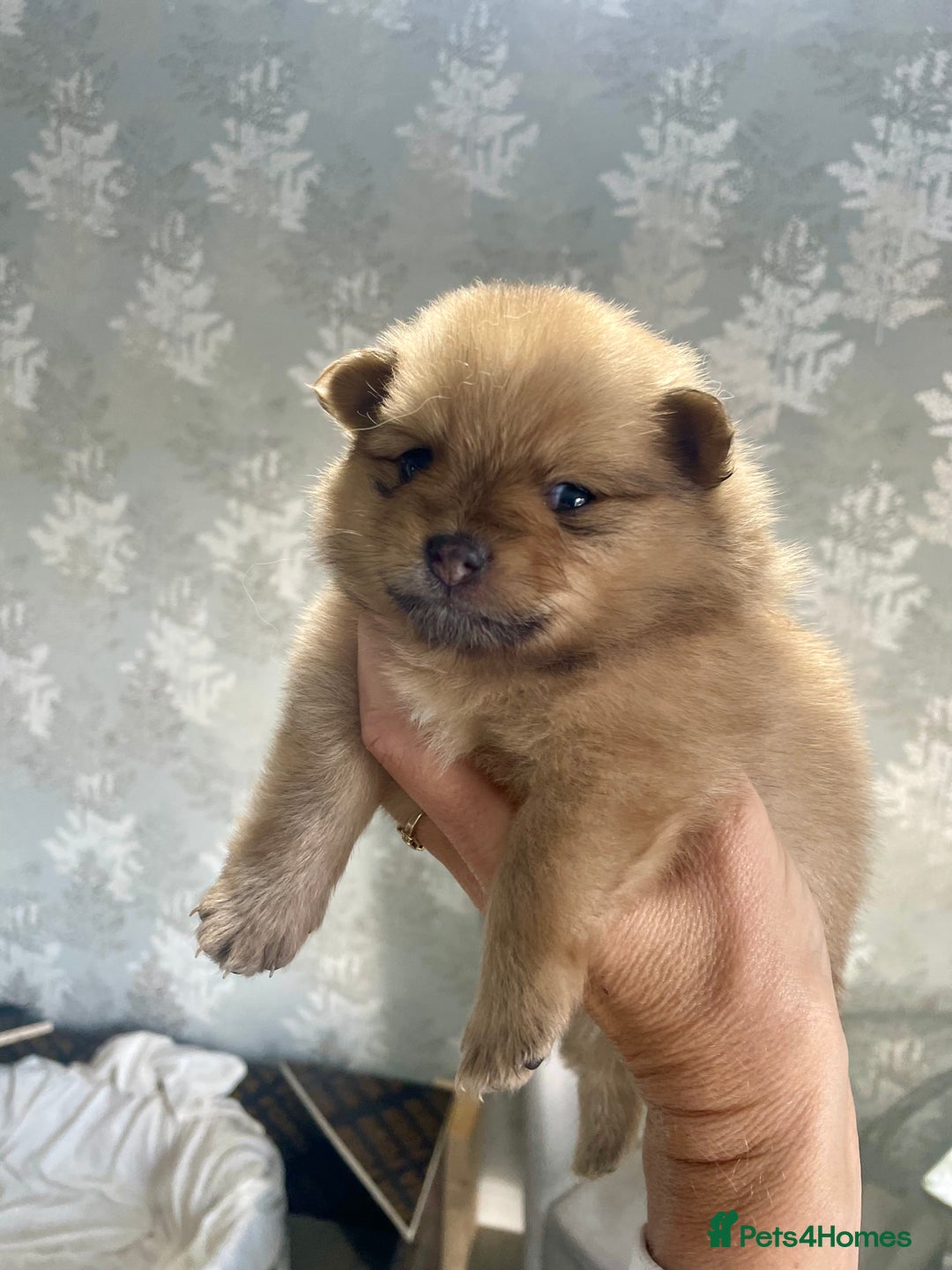 Pomeranian dogs for sale: 3 stunning girls  - Image 2