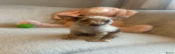 Chihuahua dogs for sale: Chihuahuas  - Advert 29