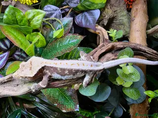 Gecko reptiles Rare Red-Based Lilly White Crested Gecko (Male) - Advert 2