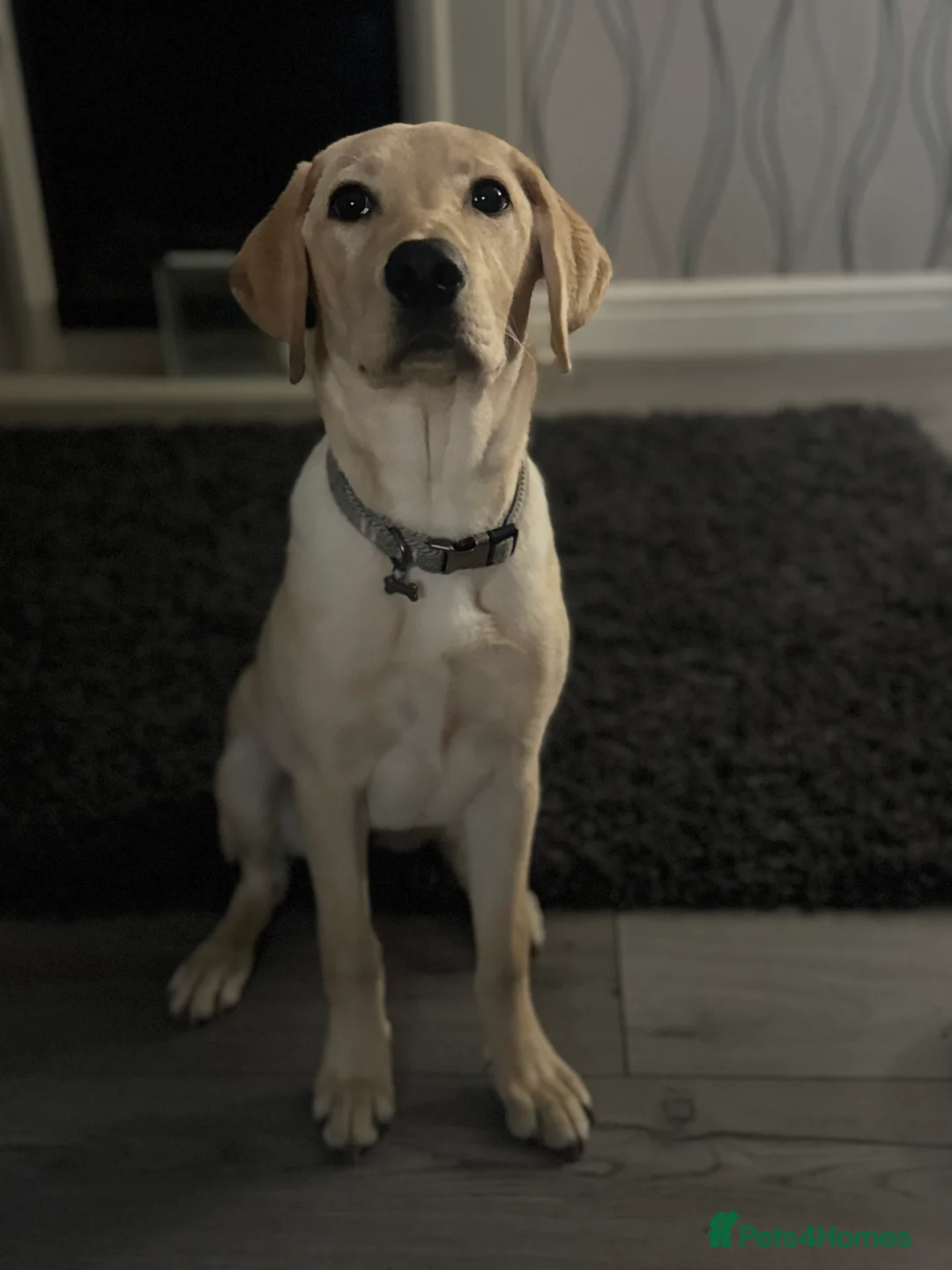 Labrador Retriever dogs for sale: 9 month old Labrador  - Advert 3