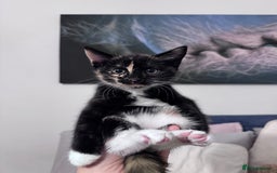 European cats for sale: 1 kitten for sale  - Image 5