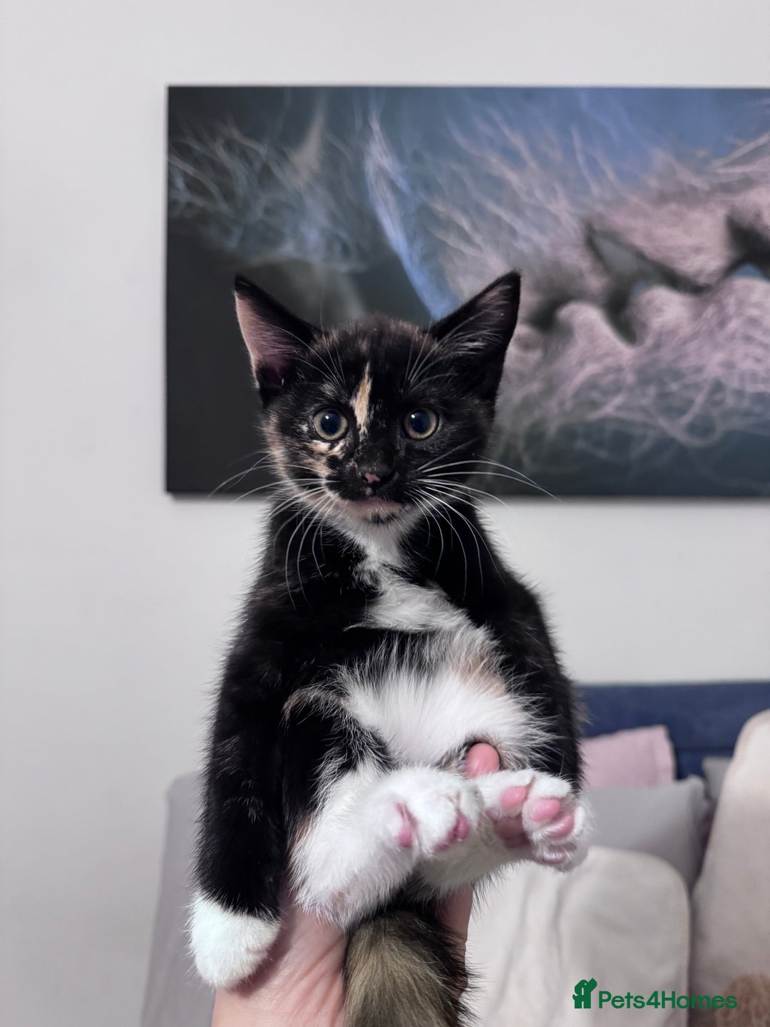 European cats for sale: 1 kitten for sale  - Image 5