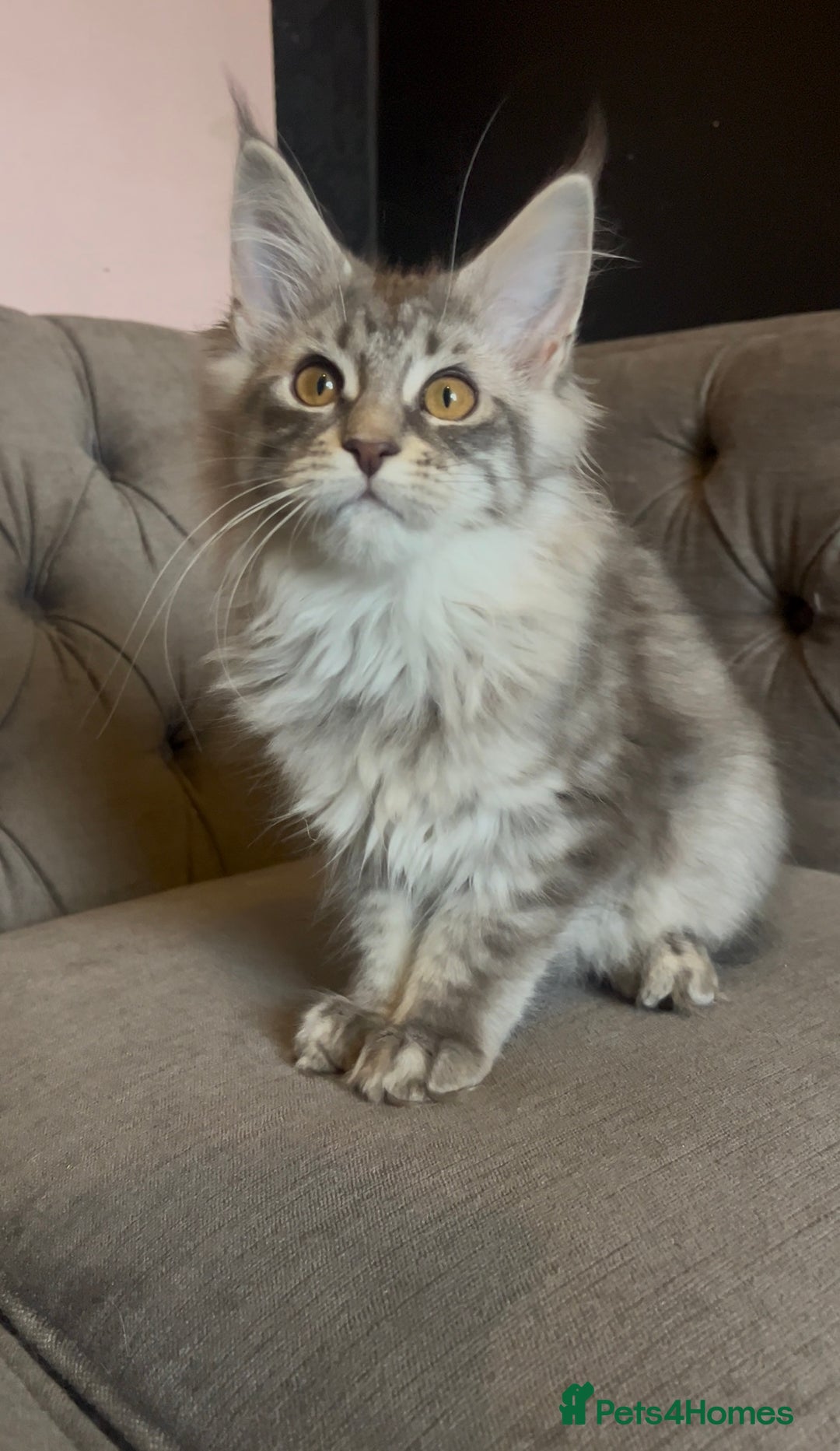 Maine Coon cats for sale: 🏆 PEDIGREE MAINE COON KITTENS GCCF 🏆  - Advert 22
